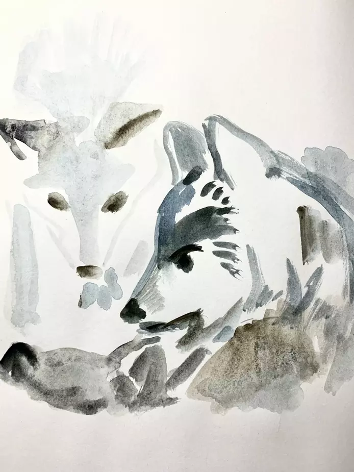 sketch of a wolf family using watercolour 